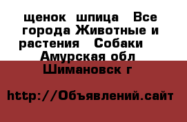 щенок  шпица - Все города Животные и растения » Собаки   . Амурская обл.,Шимановск г.
